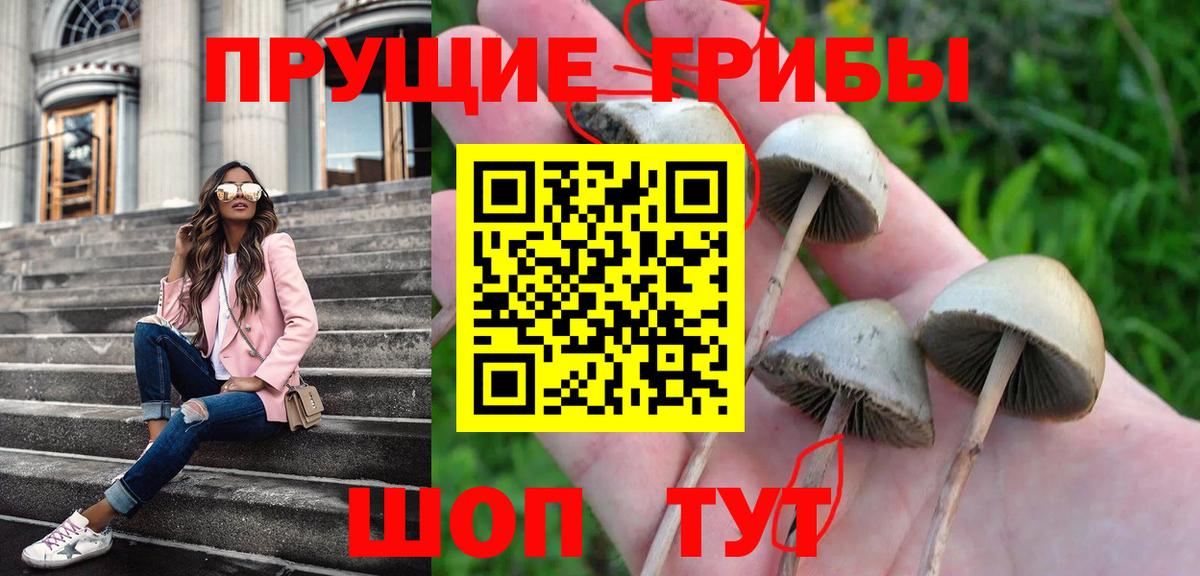 Псилоцибиновые грибы Cubensis Ижевск